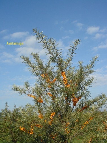 Rakytník --Jantarnaja