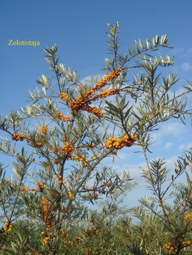 Rakytník -- Zolotistaja